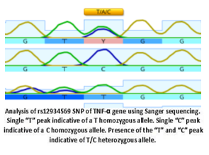 Evaluation of IL-18 and TNF-α in patients with Plasmodium vivax Malaria ...